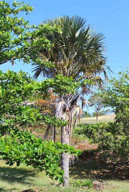 sombrerong buntal location|Amazing Buri Palms .